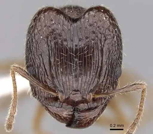 Pheidole indica specimen CASENT0189743 image casent0189743_2