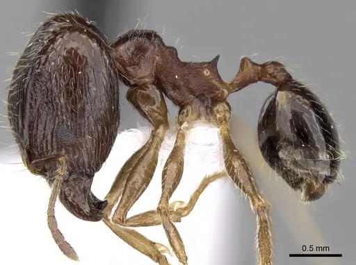 Pheidole indica specimen CASENT0189743 image casent0189743_3