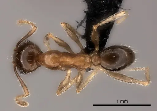 Pheidole indica specimen CASENT0217985 image casent0217985_1