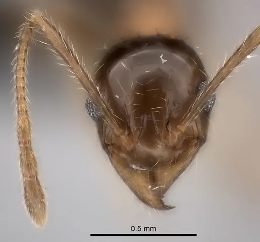 Pheidole indica specimen CASENT0217985 image casent0217985_2