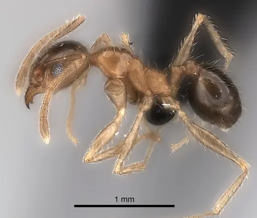 Pheidole indica specimen CASENT0217985 image casent0217985_3