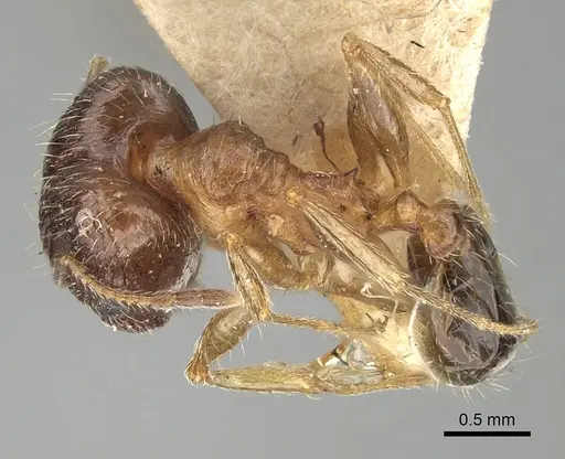 Pheidole indica specimen CASENT0249900 image casent0249900_1