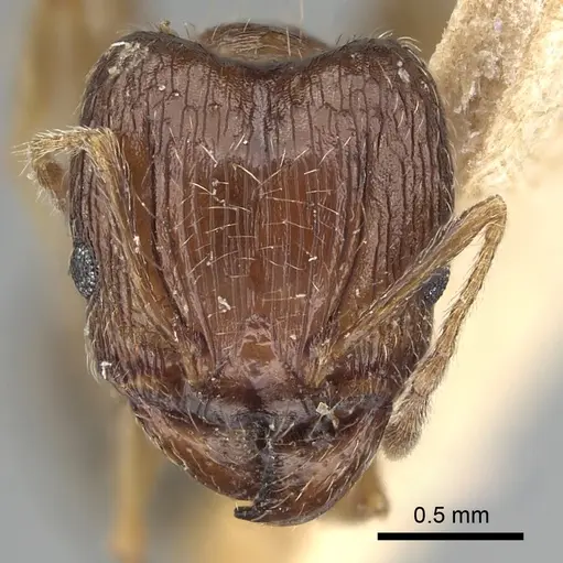 Pheidole indica specimen CASENT0249900 image casent0249900_2