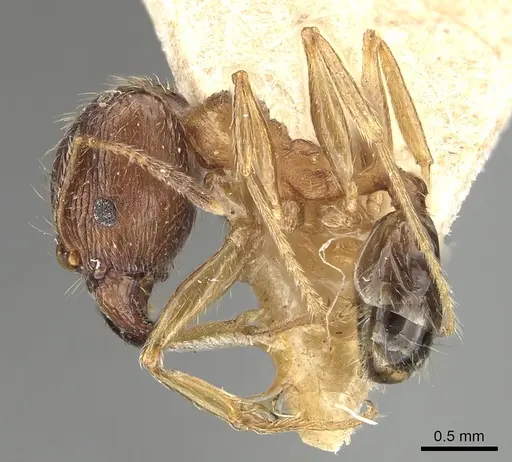 Pheidole indica specimen CASENT0249900 image casent0249900_3