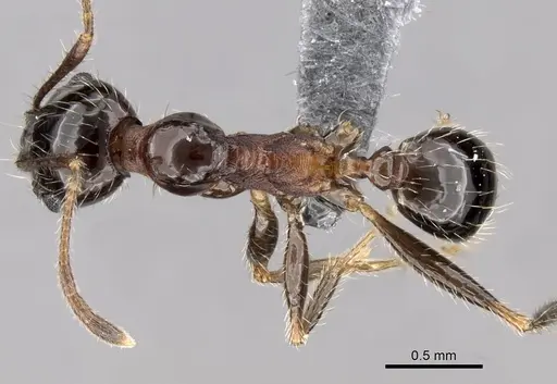 Pheidole indica specimen CASENT0263700 image casent0263700_1