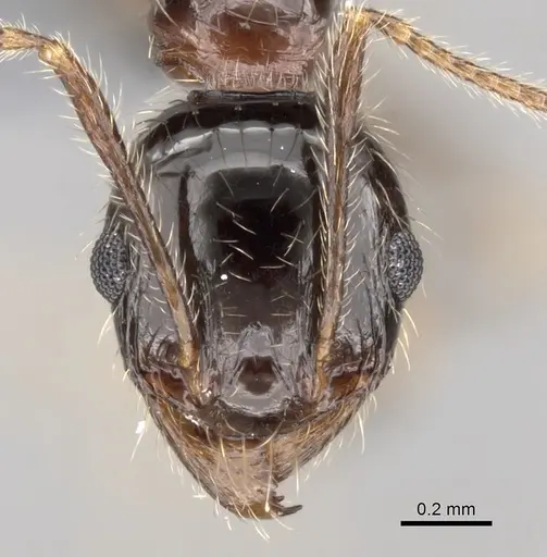 Pheidole indica specimen CASENT0263700 image casent0263700_2