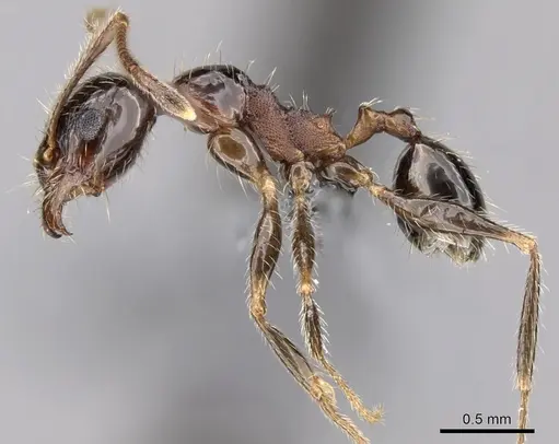 Pheidole indica specimen CASENT0263700 image casent0263700_3