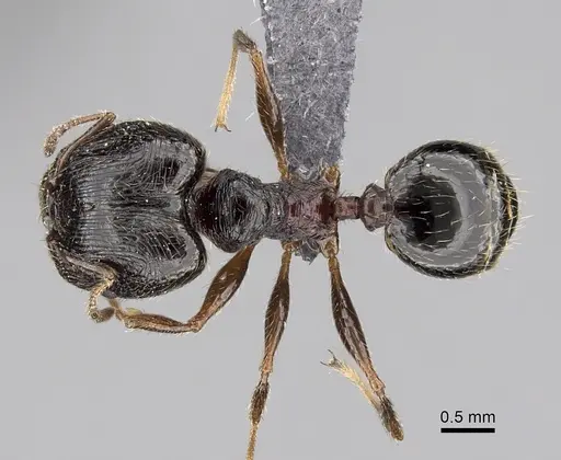 Pheidole indica specimen CASENT0264427 image casent0264427_1
