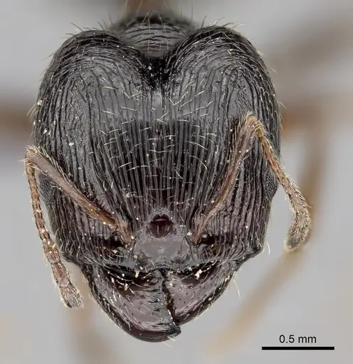 Pheidole indica specimen CASENT0264427 image casent0264427_2