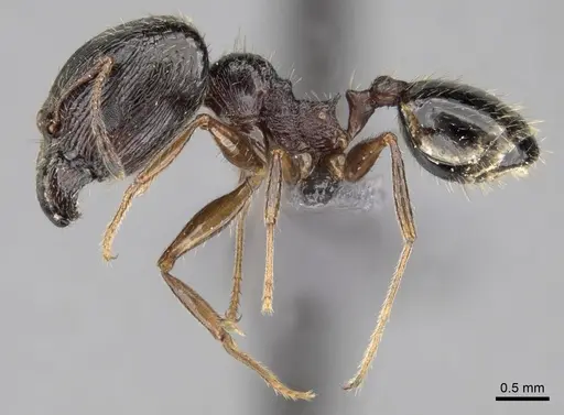 Pheidole indica specimen CASENT0264427 image casent0264427_3