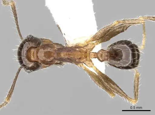 Pheidole indica specimen CASENT0280996 image casent0280996_1