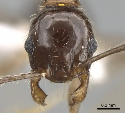 Pheidole indica specimen CASENT0280996 image casent0280996_2