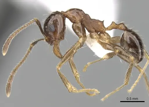 Pheidole indica specimen CASENT0280996 image casent0280996_3