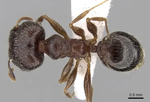 Pheidole indica specimen CASENT0281665 image casent0281665_1