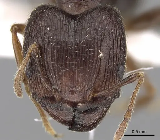Pheidole indica specimen CASENT0281665 image casent0281665_2