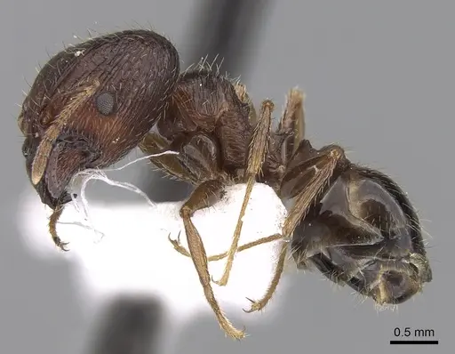 Pheidole indica specimen CASENT0281665 image casent0281665_3