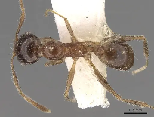 Pheidole indica specimen CASENT0281666 image casent0281666_1