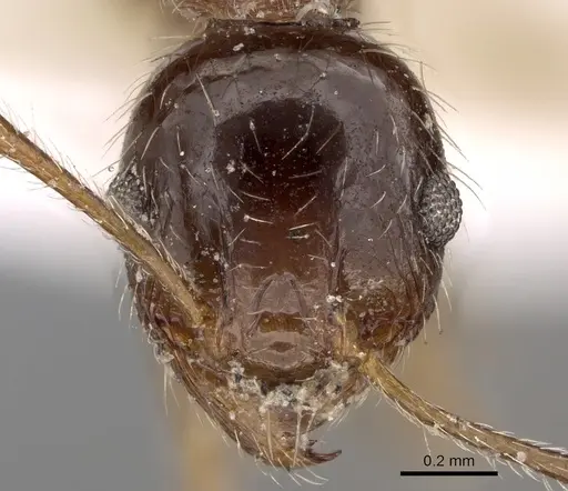 Pheidole indica specimen CASENT0281666 image casent0281666_2
