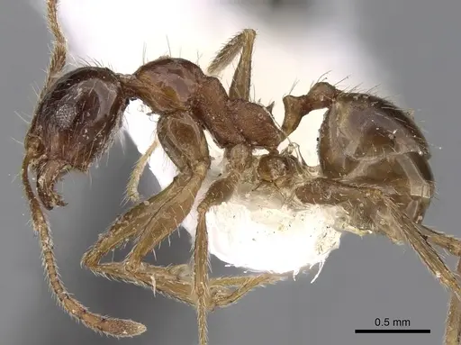 Pheidole indica specimen CASENT0281666 image casent0281666_3