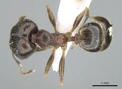 Pheidole indica specimen CASENT0906401 image casent0906401_1