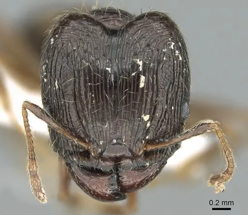 Pheidole indica specimen CASENT0906401 image casent0906401_2