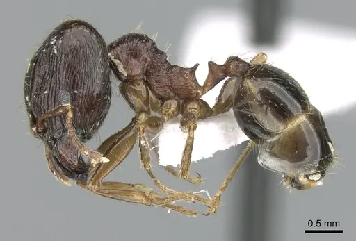 Pheidole indica specimen CASENT0906401 image casent0906401_3