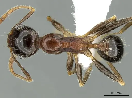 Pheidole indica specimen CASENT0906402 image casent0906402_1