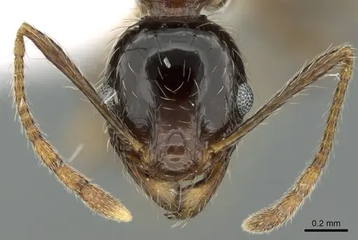 Pheidole indica specimen CASENT0906402 image casent0906402_2
