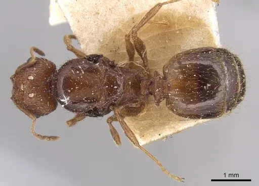 Pheidole indica specimen CASENT0906530 image casent0906530_1