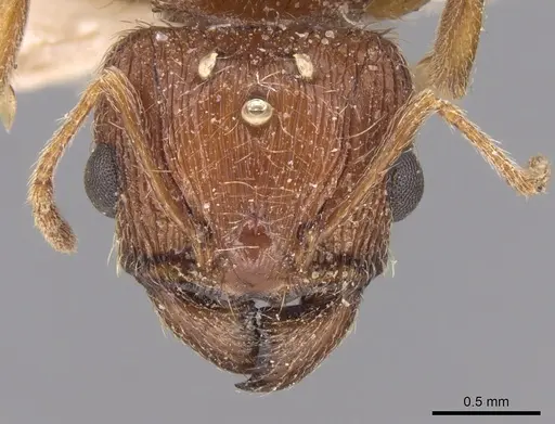 Pheidole indica specimen CASENT0906530 image casent0906530_2