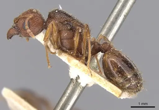 Pheidole indica specimen CASENT0906530 image casent0906530_3