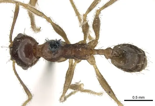 Pheidole indica specimen CASENT0906612 image casent0906612_1