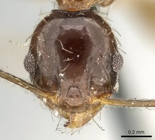 Pheidole indica specimen CASENT0906612 image casent0906612_2