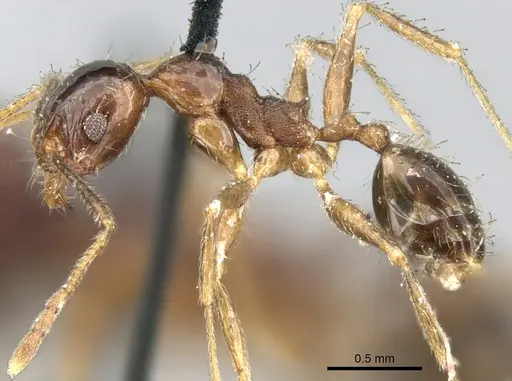 Pheidole indica specimen CASENT0906612 image casent0906612_3