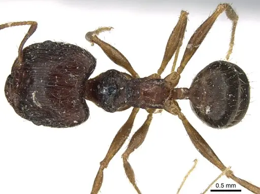 Pheidole indica specimen CASENT0906613 image casent0906613_1