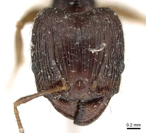 Pheidole indica specimen CASENT0906613 image casent0906613_2
