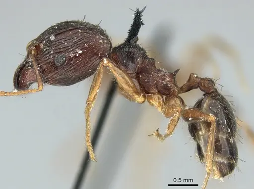 Pheidole indica specimen CASENT0906613 image casent0906613_3