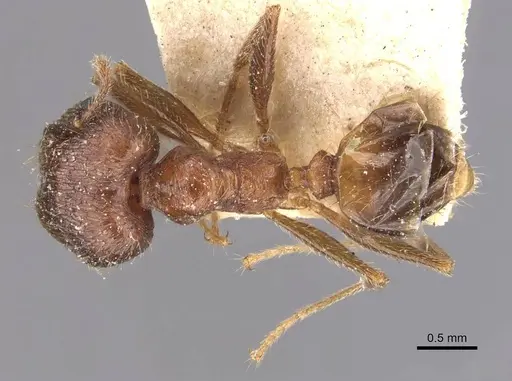 Pheidole indica specimen CASENT0907897 image casent0907897_1
