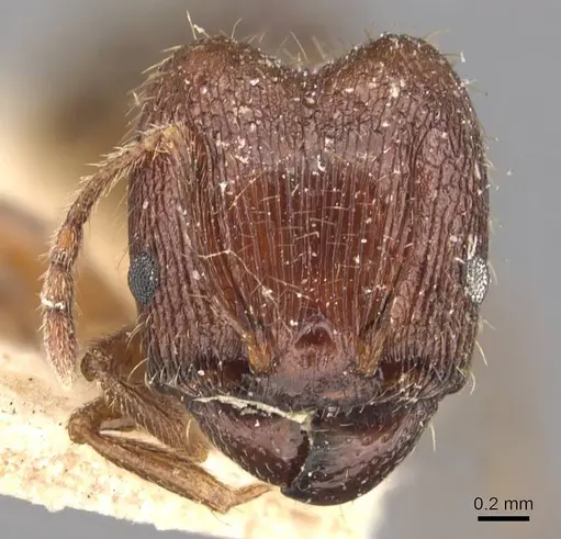Pheidole indica specimen CASENT0907897 image casent0907897_2