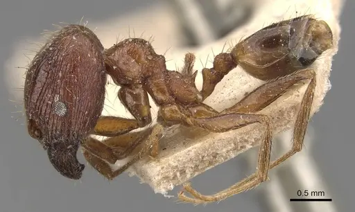 Pheidole indica specimen CASENT0907897 image casent0907897_3