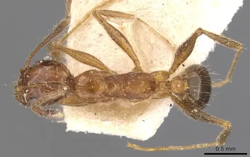 Pheidole indica specimen CASENT0907898 image casent0907898_1
