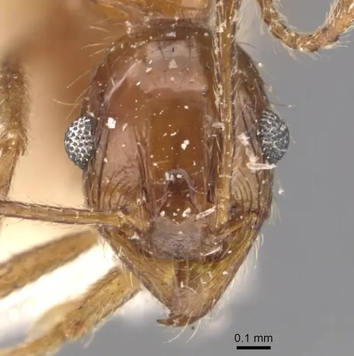 Pheidole indica specimen CASENT0907898 image casent0907898_2