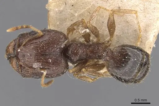 Pheidole indica specimen CASENT0907899 image casent0907899_1