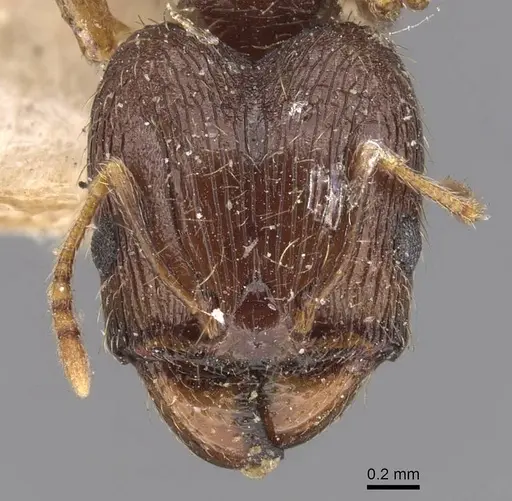 Pheidole indica specimen CASENT0907899 image casent0907899_2