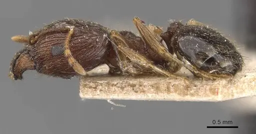 Pheidole indica specimen CASENT0907899 image casent0907899_3