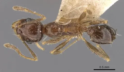 Pheidole indica specimen CASENT0907900 image casent0907900_1