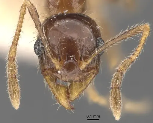 Pheidole indica specimen CASENT0907900 image casent0907900_2