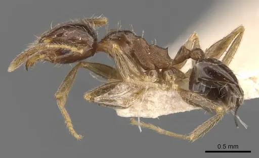 Pheidole indica specimen CASENT0907900 image casent0907900_3