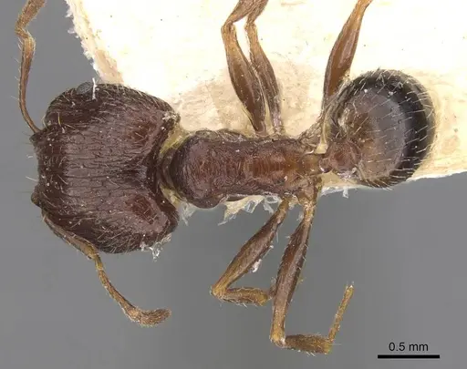 Pheidole indica specimen CASENT0907901 image casent0907901_1