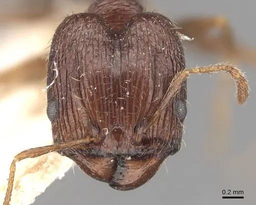 Pheidole indica specimen CASENT0907901 image casent0907901_2